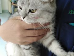 -汪喵宠物医院·骨科心脏影像·犬猫急重症ICU诊疗中心(成华分院)