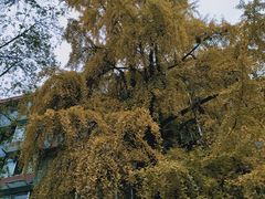 -梁记肥肠粉(宽窄巷子店)