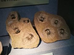 -烟台自然博物馆
