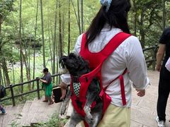 -石台牯牛降景区