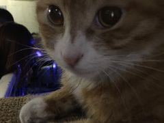 -Sirena海妖日咖夜酒