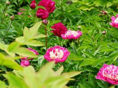 -莲花池公园