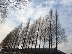 -上海崇明金茂凯悦酒店