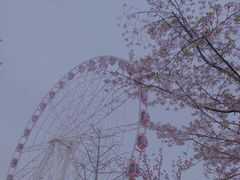 -顾村公园