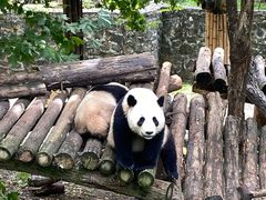 -都江堰中华大熊猫苑