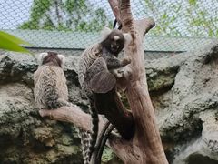 -客栈猫舍(中央北路店)