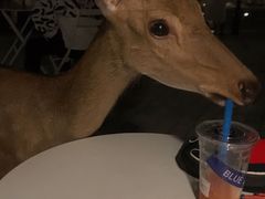 -Blue Concept Cafe&Farm·關於藍