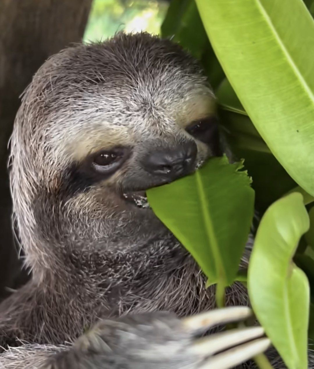 闪电吃饭可不慢