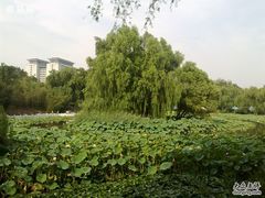 -紫竹院公园冰场