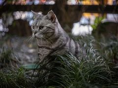 -龙华寺