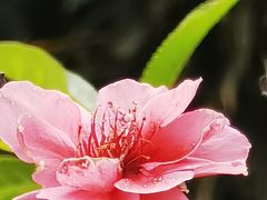-桃花涧
