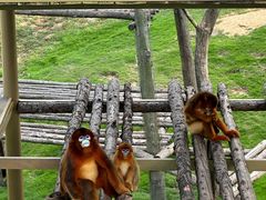 -西霞口神雕山野生动物世界