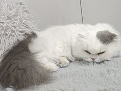 -拜鲁耶动物诊疗中心·宠家动物医院