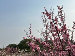 -无锡梅园公园