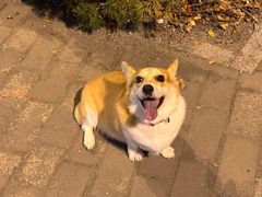 -心仪动物医院·牙专科·肿瘤·心脏科(西客站院)