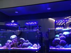 -1013 PET SHOP精品宠物商店(丁香店)