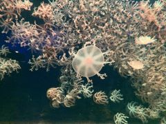 -珠海长隆海洋王国
