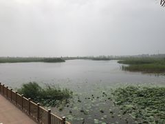 -白洋淀景区