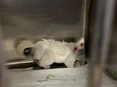 -瑞派·关忠动物医院·异宠专科·犬猫肿瘤·皮肤专科(望京店)