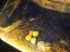 -上海大自然野生昆虫馆(东方明珠·爬宠昆虫探索中心)