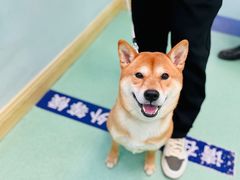 -北京观赏动物医院·24小时大型综合·猫专科·异宠专科