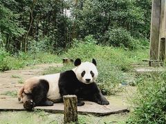 -中国大熊猫保护研究中心雅安碧峰峡基地
