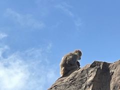 -海南热带野生动植物园