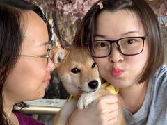 -柴犬高等学院·狗咖·柴犬售卖·宠物训练