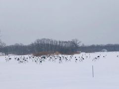 -钏路市丹顶鹤自然公园
