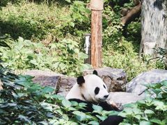-红山森林动物园