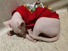 -藏猫猫咖啡主题馆(中央大道店)