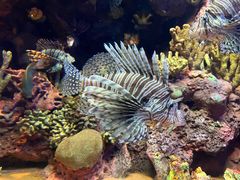 -上海海洋水族馆