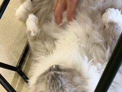 -藏猫猫咖啡主题馆(中央大道店)