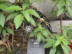 -正佳雨林生态植物园