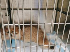 -艾吉宠物医院·疑难杂症转诊中心·猫友好(碧江路院)