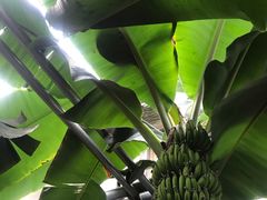 -呀路古热带植物园