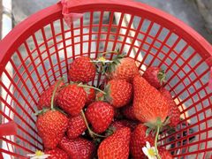 -苏州太湖西山岛开心农场