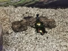 -上海大自然野生昆虫馆(东方明珠·爬宠昆虫探索中心)