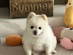 -美联众合动物医院·24h转诊中心