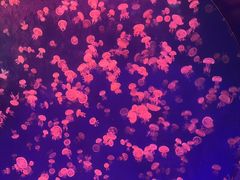 -海合安武汉极地海洋公园