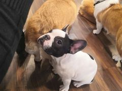 -柯斗斗主题餐厅·狗咖·围炉煮茶·茶饮(国瑞升平里店)