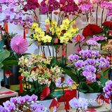 年意浓[红包][红包][红包]