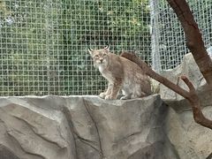 -青藏高原野生动物园