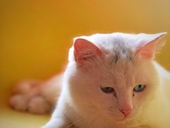 -猫的茶·猫咖