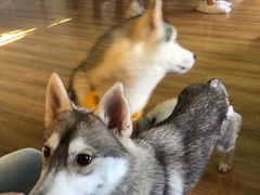 -Husky Go! 哈士奇体验馆·宠物咖啡厅狗咖