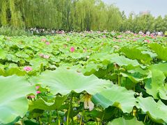 -莲花池公园