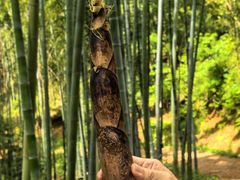 -东天目山风景区