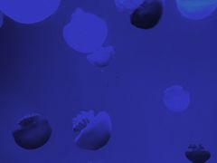 -南昌海洋公园