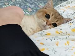 -lincat·猫舍(广州店)