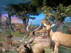 -国家自然博物馆